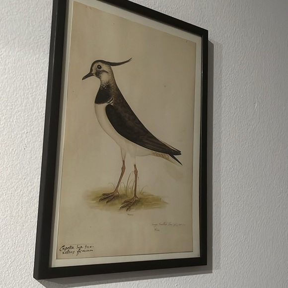 18th CENTURY BIRD RE-STRIKE XVl ✨✨ - Picture 7 of 10